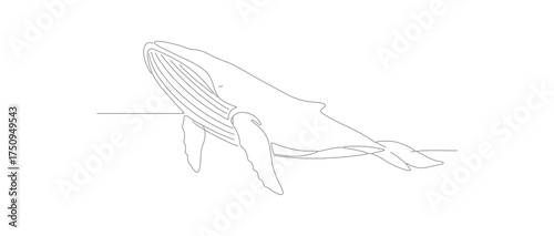 Minimalist Single Line Drawing of Whale Aquatic Animal Illustration