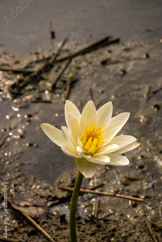 Delicate pale yellow water lily unfolding petals amidst muddy pond bottom and twigs