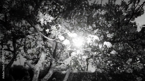 Sunlight Filtering Through Blooming Tree Branches in a Black and White Outdoor Scene