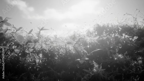 Sunlight Shining Through Lush Green Foliage With Dew Drops In The Morning