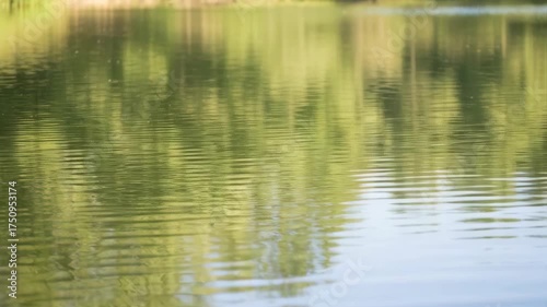 Tranquil Green Forest Reflected On Rippling Water Surface On A Sunny Day With Soft Sunlight