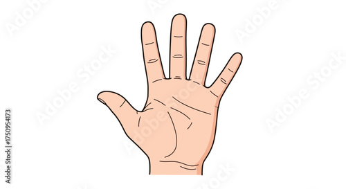 An illustrated human right hand with an open palm and five fingers spread apart.