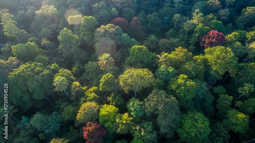 Vibrant Aerial View of Dense Tropical Rainforest Canopy Bathed in Golden Hour Sunlight Lush Green and Red Foliage Diverse Tree Species