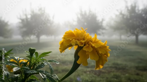 Vibrant Yellow Marigold Flower in Misty Orchard at Sunrise with Dew Drops on Petals and Green Foliage