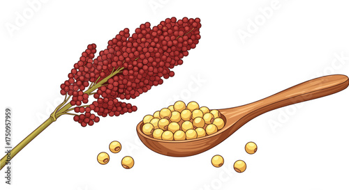 Sorghum grain and stalk illustration with a wooden spoon full of seeds.