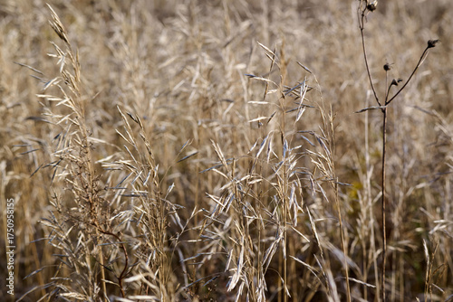 A light breeze rustles the blades of grass