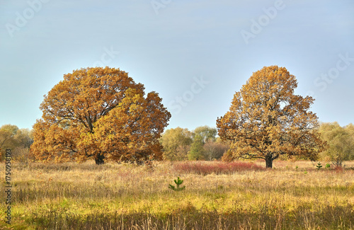The landscape. Beautiful autumn nature. Trees in autumn.