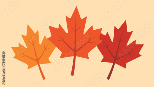 Flat illustration of three maple leaves