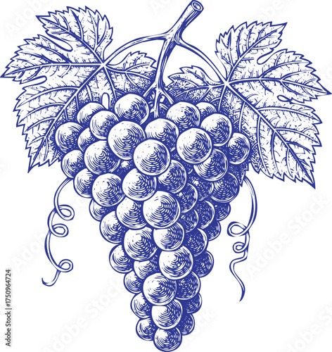 Blue ink sketch of a bunch of grapes with leaves