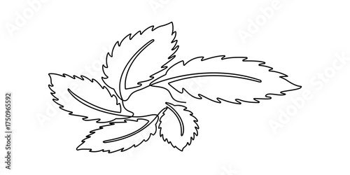 A minimalist continuous single line drawing of a fresh mint sprig with leaves, isolated on a white background.