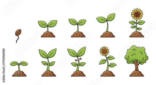 Cartoon Plant Growth Stages: Seed to Mature Sunflower and Tree Development.