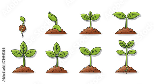 Plant Growth Stages: Seed Germination to Mature Seedling with Green Leaves.
