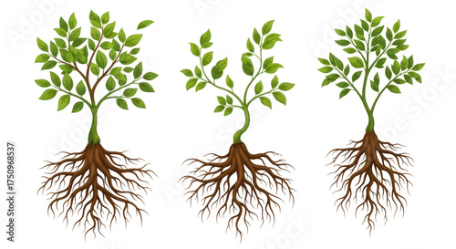 Three stylized trees with visible root systems and green foliage.