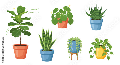 Collection of six potted houseplants with diverse foliage and pots.