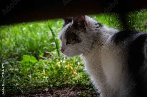 cat on the grass