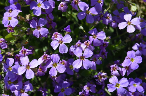 purple flowers in the garden