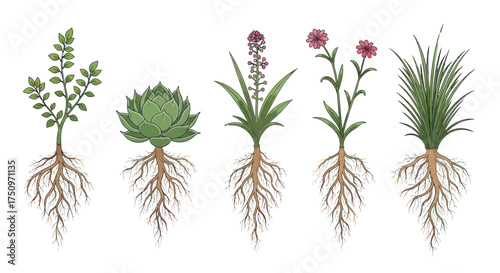 Watercolor Illustration of Various Plants with Visible Roots.