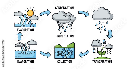 Water Cycle Diagram: Evaporation Condensation Precipitation Collection and Transpiration.