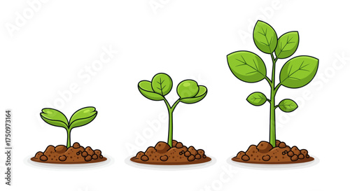 Three Stages of Plant Growth from Seedling to Mature Sprout.