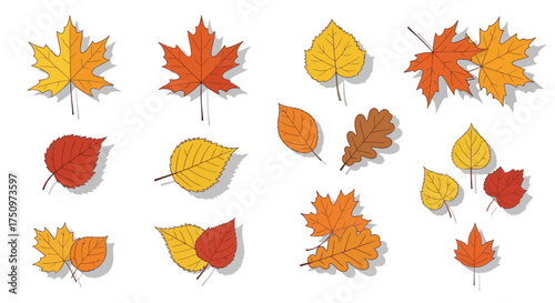 Collection of Colorful Autumn Leaves: Maple Birch Oak and More.