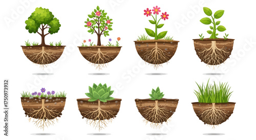 Diverse Collection of Growing Plants with Visible Root Systems.