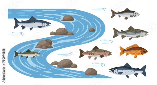 Diverse Freshwater Fish Swimming in a Winding River with Rocks.