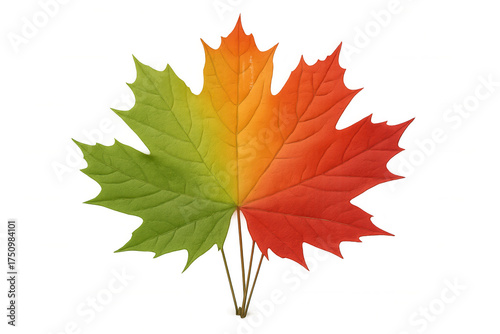 Maple leaf showing seasonal change, transitioning from green to yellow and red on transparent background