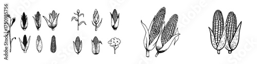 Hand drawn stages of corn plant growth and harvested ears of maize