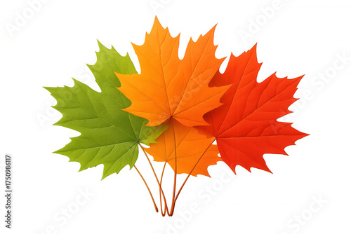 Maple leaves displaying autumn colors, transitioning from green to orange to red, presenting a fall theme