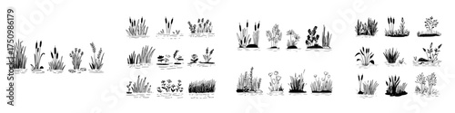 Hand drawn aquatic and marsh plants growing in water
