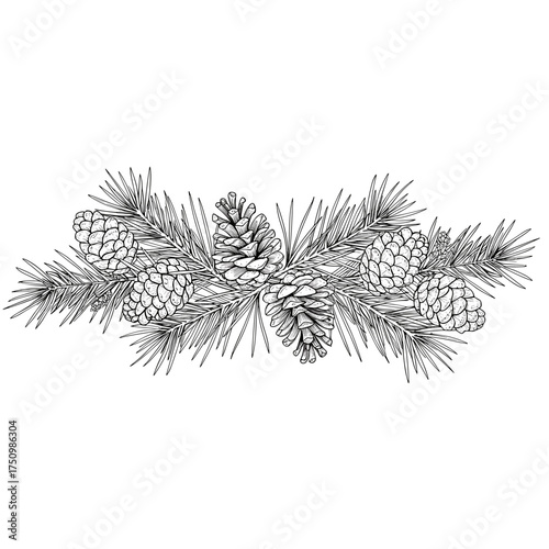 Hand-drawn horizontal chapter divider with elegant pine cones and fir needles intertwined
