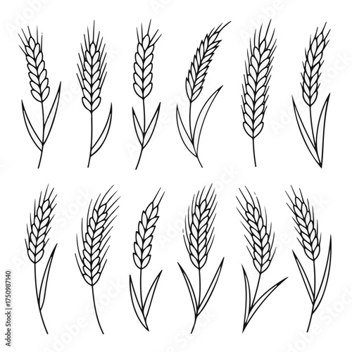 Collection of hand-drawn illustrations depicting various styles of wheat stalks, showcasing their natural beauty and agricultural significance in a simple, elegant artistic rendering