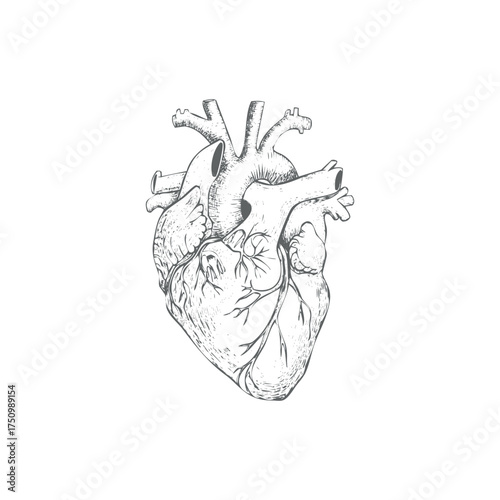 Detailed vector illustration of a human heart medical anatomy for design projects isolated on white background