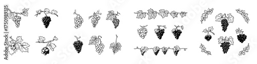 Hand drawn grape clusters and vine elements for harvest or wine themes