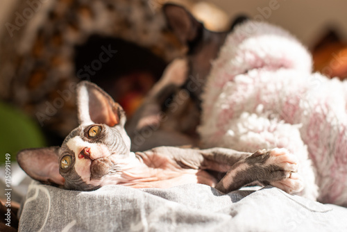 Sphinx cats relaxing in cozy environment during warm afternoon sunlight