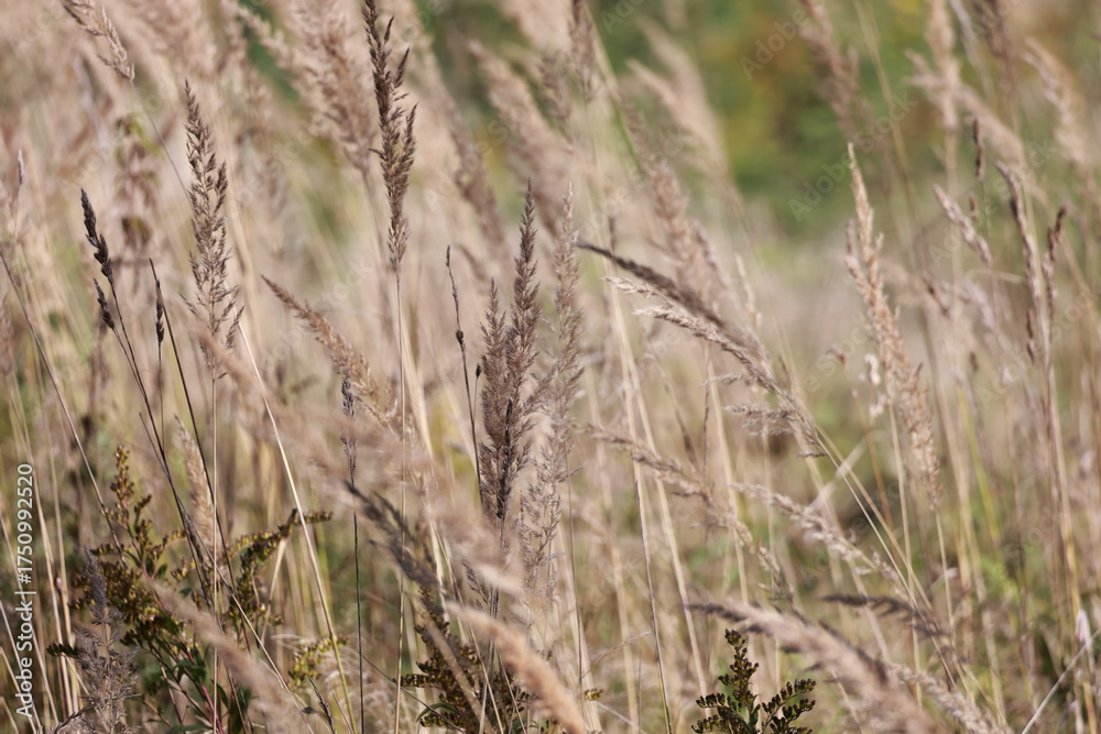 Fototapeta premium A Field Of Tall Dry Beige Grass (Reeds Or Calamagrostis) Swaying In The Wind In Late Autumn. Natural Abstract Background.