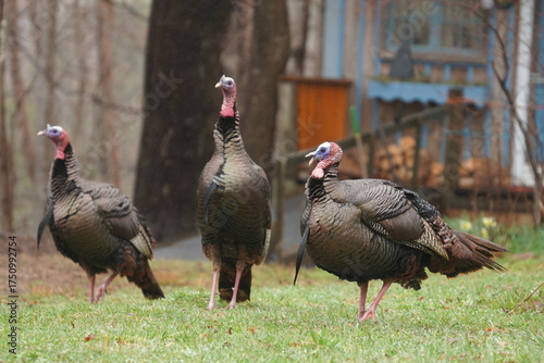 Wild Turkeys on Rainy Lawn in Acadia National Park
