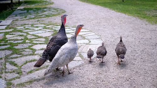 Two adult turkeys and three turkey chicks walk along a gravel path bordered by stone pavement and green grass, creating a peaceful rural scene.