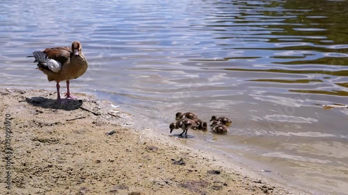 An Egyptian goose stands guard on the sandy shore of a pond as its ducklings explore the shallow water.