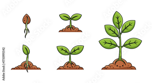 Stages of Plant Growth from Seedling to Mature Plant.