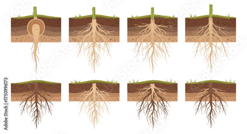 Diverse Plant Root Systems: Taproots Fibrous and Adventitious Structures in Soil.