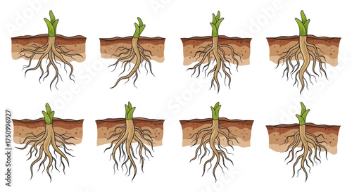 Eight detailed illustrations of plant root systems in soil cross-section.