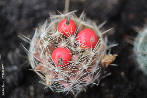 kaktus Escobaria missouriensis kwiat złoty