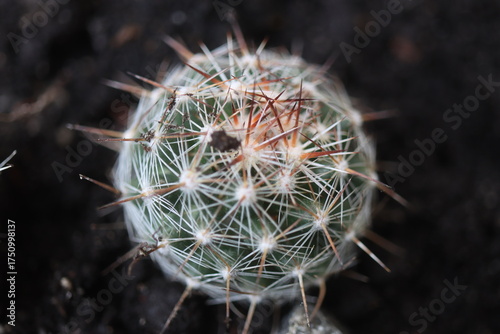 kaktus Escobaria missouriensis kwiat złoty