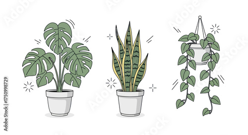 Three Potted Houseplants: Monstera Snake Plant and Pothos.