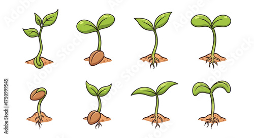 Diverse Stages of Seedling Growth with Visible Roots and Leaves.