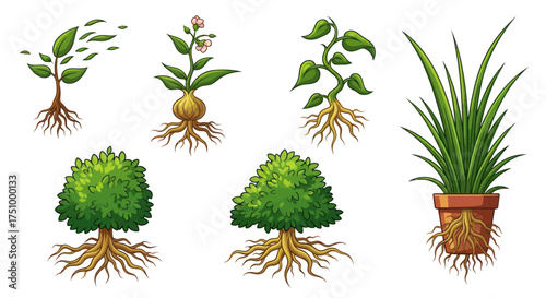 Various Illustrated Plants with Roots Leaves and Green Foliage.