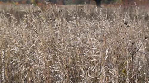 A light breeze rustles the blades of grass, making them sway gracefully