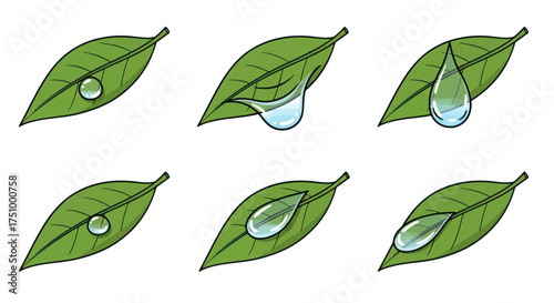 Six illustrations of green leaves with water droplets showing absorption and surface tension.