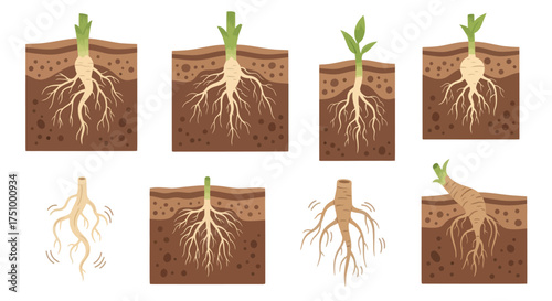 Plant Root Systems in Soil: Diverse Root Structures and Growth Patterns.